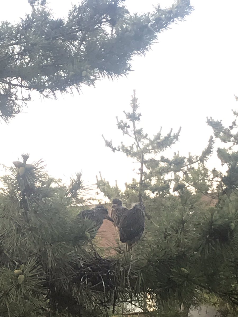 Britanie Risner tweet media