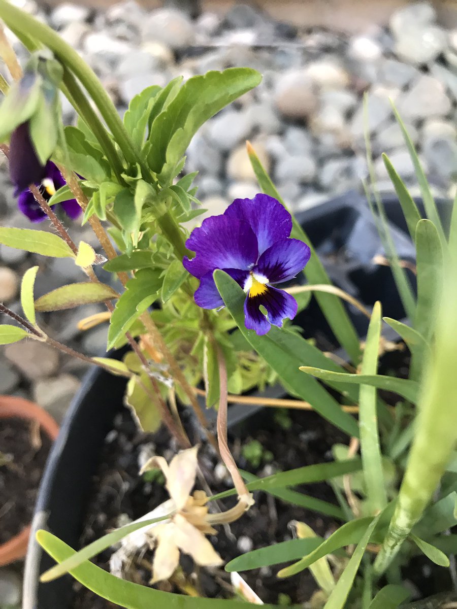 PlantMafia's tweet photo. The pansies are surprisingly still out and blooming even though it’s been very warm out for several weeks. I expected them to give up for the season sooner 😂 https://t.co/WjNF7fOdRn