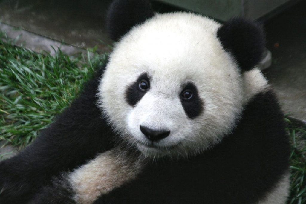 kdnuggets's tweet photo. How to select rows and columns in Pandas using [ ], .loc, iloc, .at and .iat https://t.co/ngPX3IypM8 https://t.co/3kZ7hDxWWz