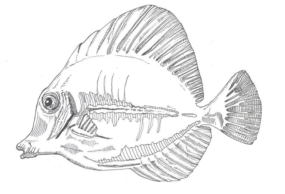 flamesfalling4's tweet image. And here I tried a #YellowTang for #AnimalAlphabets @AnimalAlphabets.