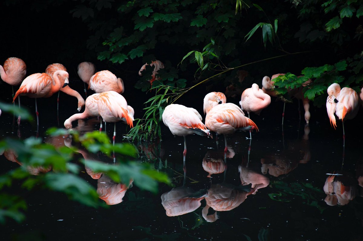 Part of our REC week on Flash at <a href="/RedmoorAcademy/">Redmoor Academy</a> we went to Twycross Zoo. I’ve caught the photography bug. Here are some of my results. #photgraphy #Canon #borrowingmumscamera