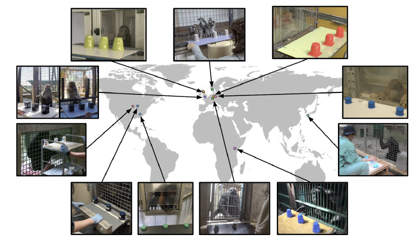 PsychoSchmitt's tweet photo. can you imagine if dozens of primatologists simultaneously administered the same cognitive tests to 12 different primate species all around the world? yeah, they did that. #manyprimates https://t.co/gOEEh9mO8R https://t.co/Q6Z7gzDNEt