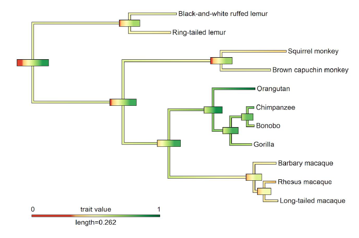 PsychoSchmitt's tweet photo. can you imagine if dozens of primatologists simultaneously administered the same cognitive tests to 12 different primate species all around the world? yeah, they did that. #manyprimates https://t.co/gOEEh9mO8R https://t.co/Q6Z7gzDNEt
