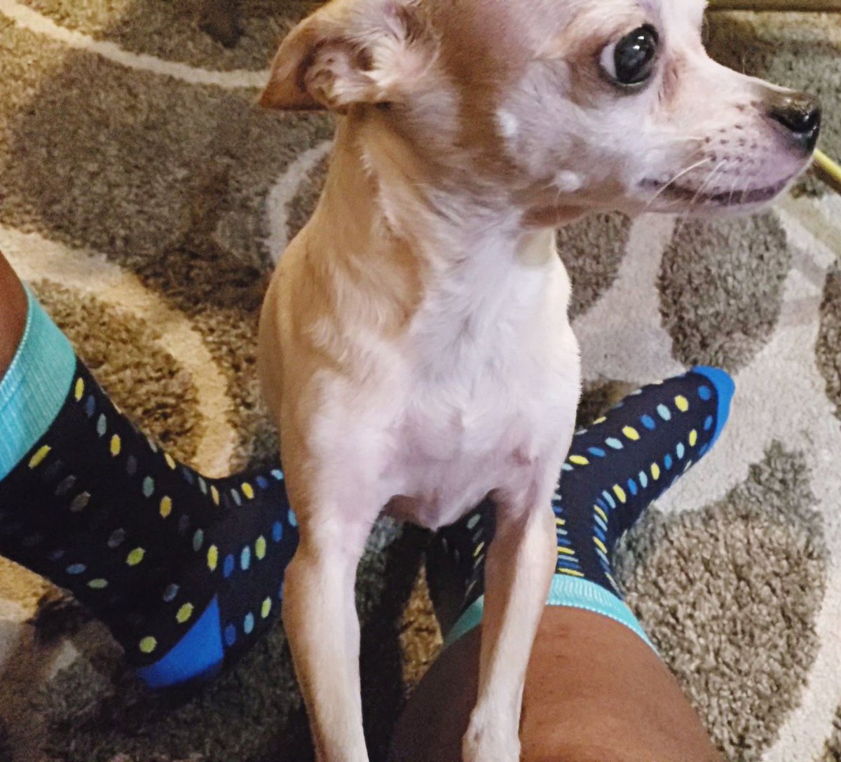 lifethrusocks's tweet photo. #Coco wants to tell you, her #dogdag has amazing socks on this #mildmonday. And they from @payless. #lifethrusocks #LTS #sockgame #sockaholic #socksoftheday #sotd #sock #socks #igsockcommunity #sockstagram #feet #toes #monday #blue #green #lime #aqua https://t.co/ywCbJM5oE1