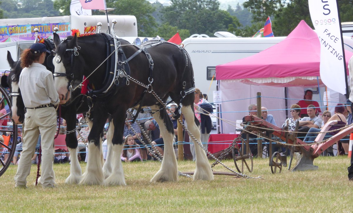 AnimalsRMagic2's tweet image. Did you know that Shire Horses are on the @RBSTrarebreeds "At Risk" list? Special guests at this year's Animals R Magic are stunning Shires Sarge &amp;amp; Jack. Watch them demonstrate the use of a rare vintage wooden plough. #worcestershirehour #rarebreeds #shirehorses