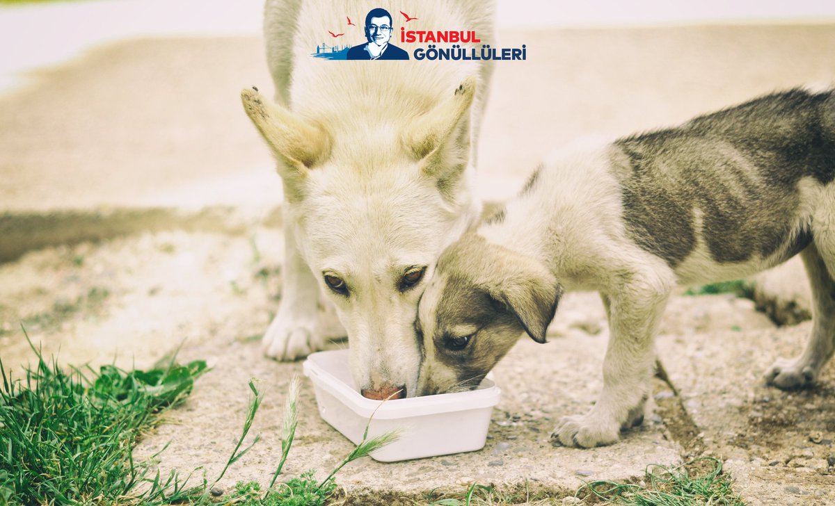 Havalar sıcak, nemli ve biz bu şehirde yalnız değiliz! 🐾
Haydi İstanbul Gönüllüleri, öncü olun! Evinizin, dükkanınızın önüne #BirKapSu bırakın! 🐶😺

#HerŞeyÇokGüzelOlacak