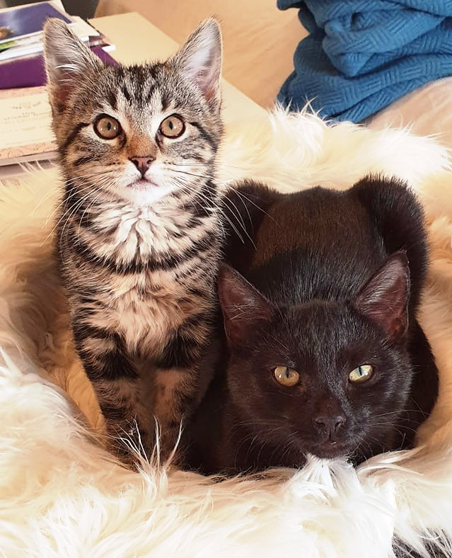 4lyfe_rescue's tweet photo. https://t.co/mS2VQjqokX
All donations over $2 are tax deductible and are used to ensure the health, happiness and wellbeing of our current and future #4Lyfers
#CatsofCanberra #KittensofInstagram #LocalRescue https://t.co/2lG4lGNGkW