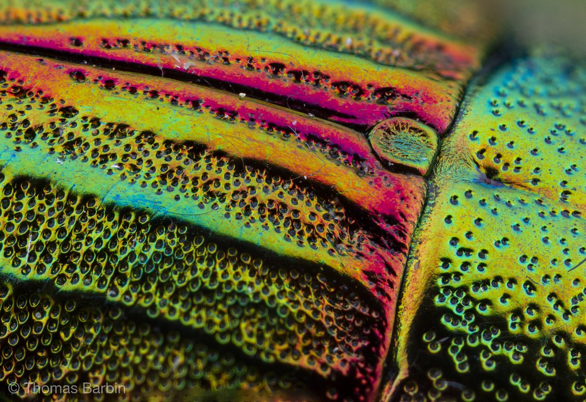 IMAGE: https://pbs.twimg.com/media/D92cSZMUcAAaphR.jpg