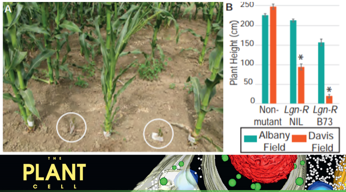 ThePlantCell's tweet image. The second site modifier, Sympathy for the ligule, encodes a homolog of Arabidopsis ENHANCED DISEASE RESISTANCE4 and rescues the liguleless narrow maize mutant #leafdevelopment #diseaseresistance #leafpolarity #evolutionarygenetics #naturalvariation doi.org/10.1105/tpc.18…