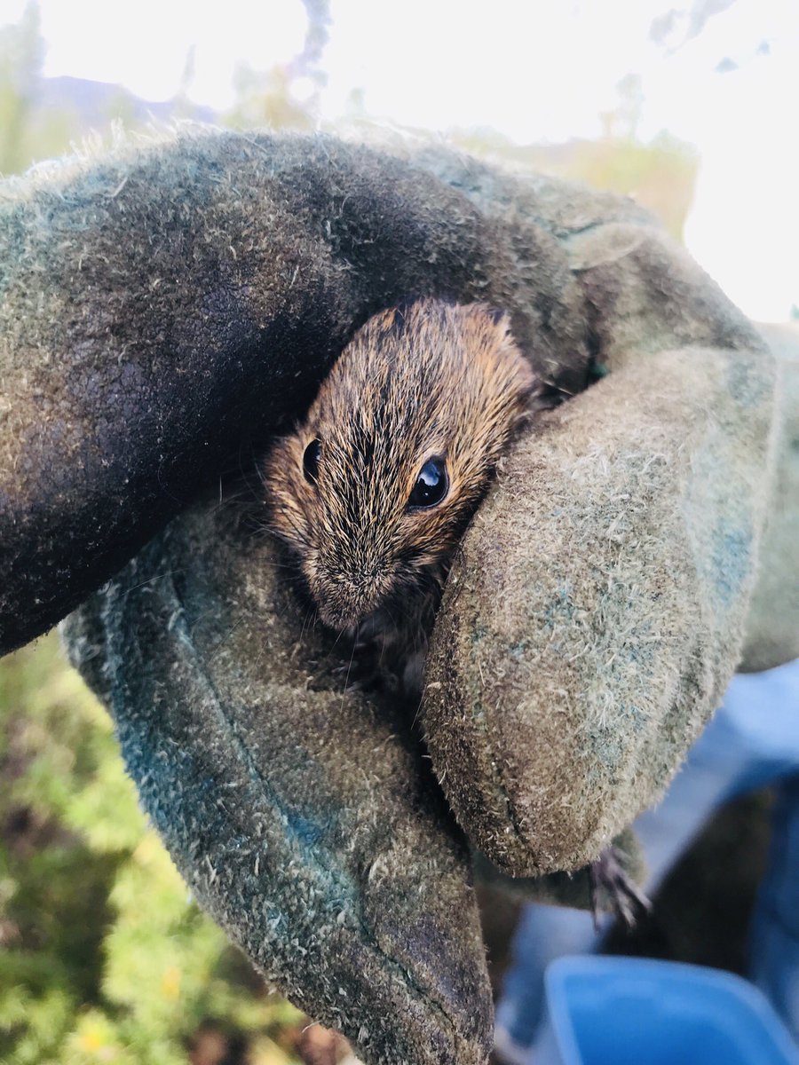 FaatimahTZ's tweet photo. Made a Little Friend today 🐀 https://t.co/dQjApQg9JC