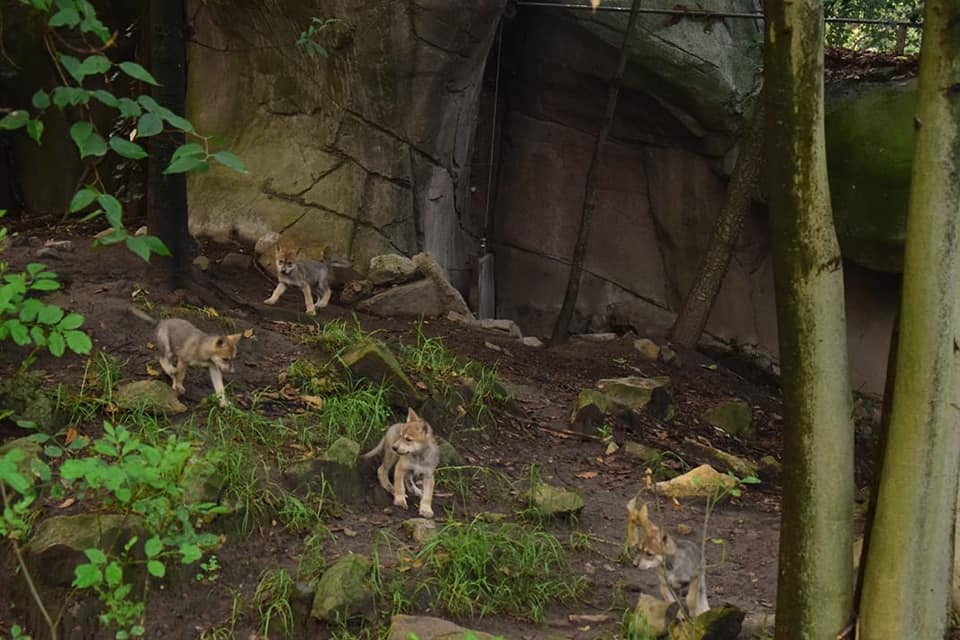 sopitas's tweet photo. Nacieron 6 lobitos mexicanos en el Zoológico de Chapultepec y son hermosos 😍🐺

📸 @SEDEMA_CDMX https://t.co/PFwuFapjhF