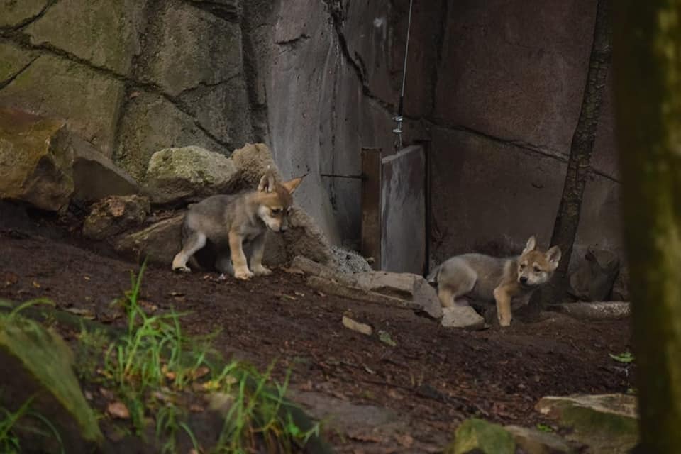 sopitas's tweet photo. Nacieron 6 lobitos mexicanos en el Zoológico de Chapultepec y son hermosos 😍🐺

📸 @SEDEMA_CDMX https://t.co/PFwuFapjhF