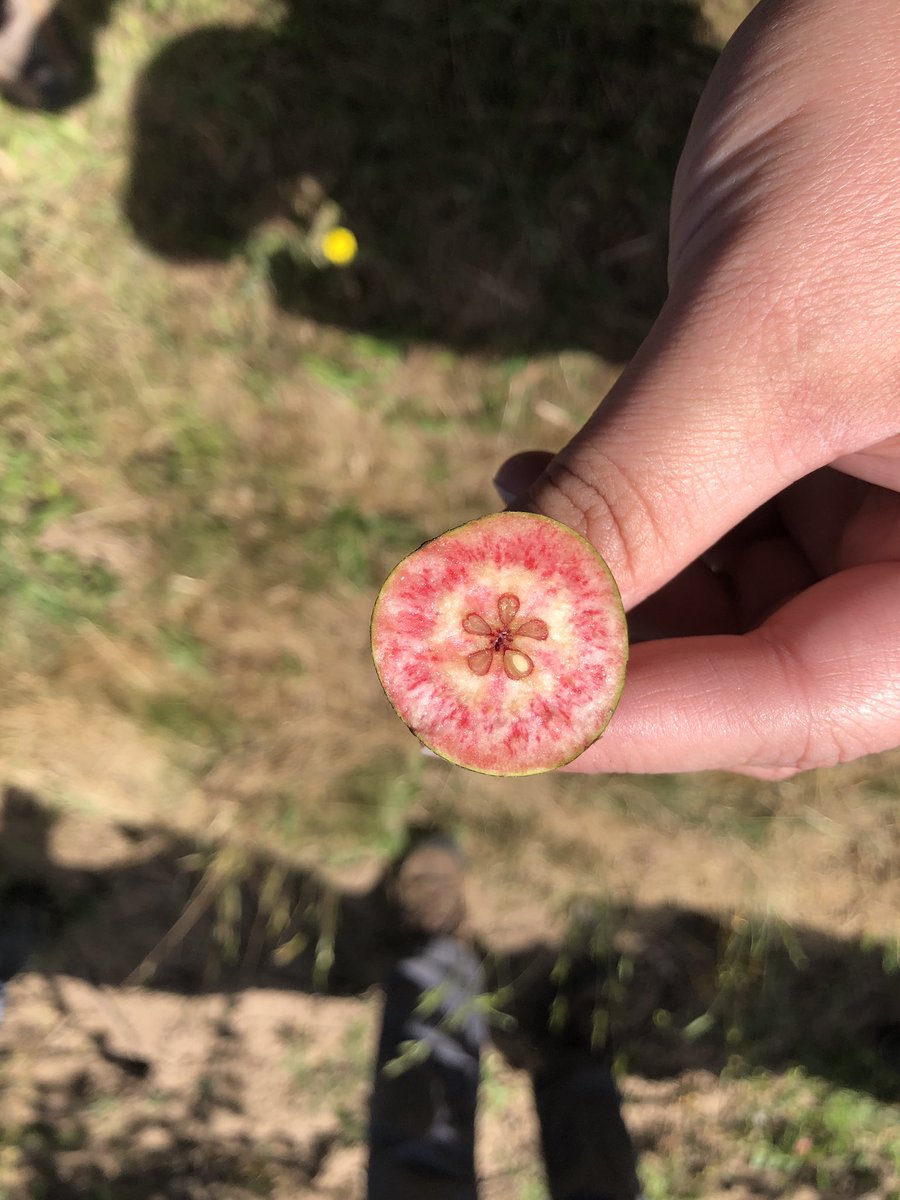 FruitTreeAshley's tweet photo. A red fleshed #pear at the #USDA Pear Germplasm Repository in Corvallis. https://t.co/TrnIabhTeQ