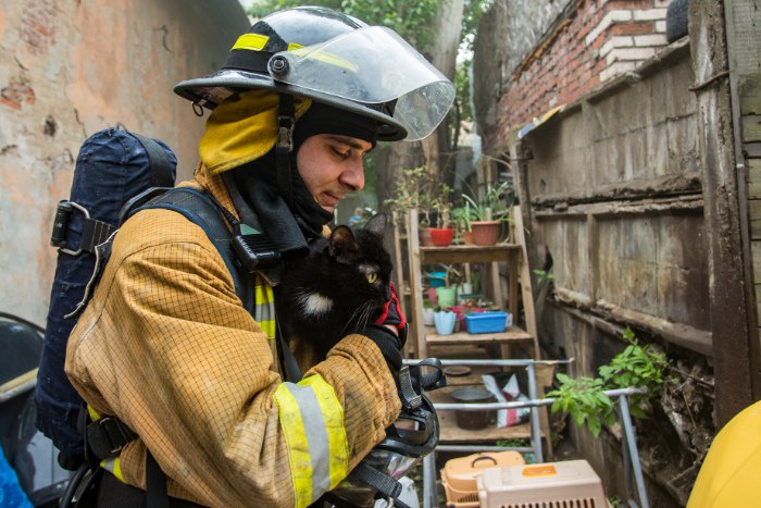 fivepublic's tweet image. На Кожевенной линии загорелся приют для животных «Брошенный ангел». К счастью, пожарным удалось спасти всех зверей, они эвакуировали 300 кошек и 7 собак: vk.com/wall-23742946_…