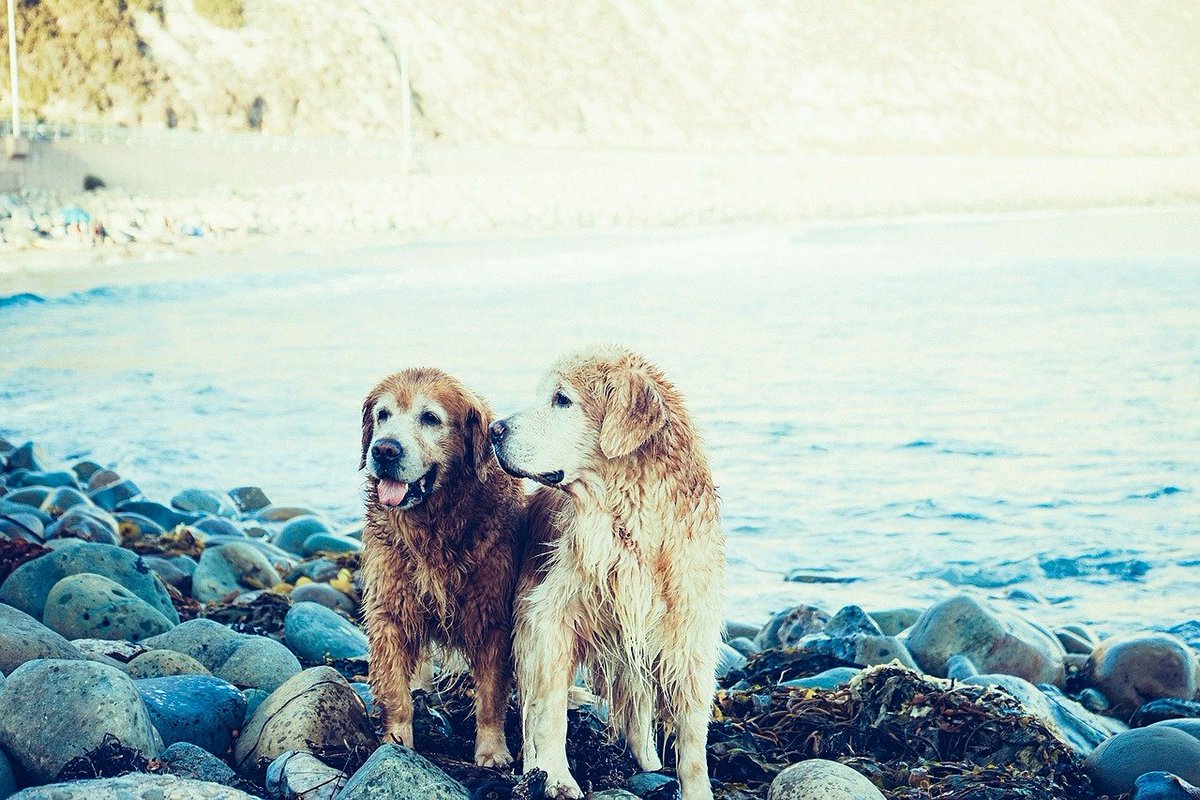 MyPetPail's tweet photo. Heading to the beach with your pup? My Pet Pail will simplify your experience. 🐶🏖😎
Order My Pet Pail today: https://t.co/HTcCDyOFX0
...
#dogs #beachlife #beachday #GoldenGirls #mypetpail https://t.co/m3Jvfm5bzT