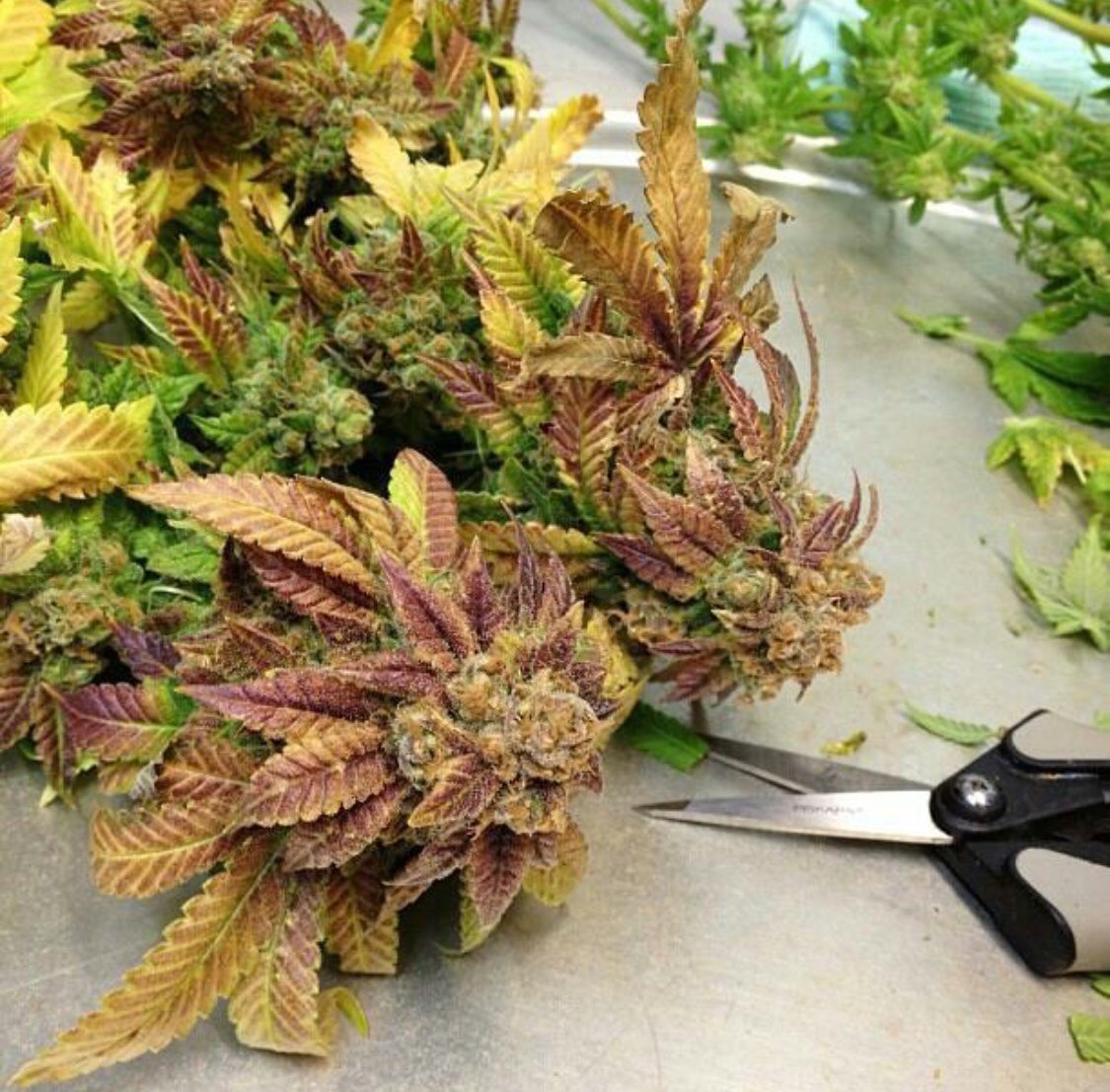 curry995's tweet photo. Trimmed down🤤🍁😍🔥👌🏻#420life #blunt #cannabis #cannabiscultivation #cannabiscommunity #cannabisindustry #cannabisismedicine #fire #gas #dank #staylit #staylifted #hightimes #highsociety #high #hemp #highlife #LegalizeIt #letsgetstoned #stoned #stoner #puffpuffpass #HempFarmer https://t.co/biphyanDsE