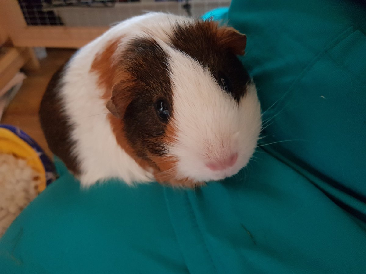 sleepy_burrows's tweet photo. Night time cuddles with Willow & Buster. Buster loves having his chin tickled toooooo cute ! #guineapigs #smallpetboarding #smallbusiness #petsitter #London #petstagram https://t.co/egw4z6q6zb