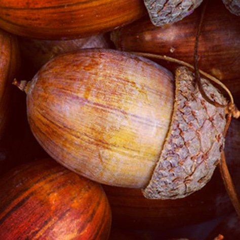 Squirrel_Barbie's tweet photo. "You know what they say: Life is like a bunch of acorns. I couldn't agree more" - SB
#squirrelbarbie https://t.co/7Lx5VKJPgr