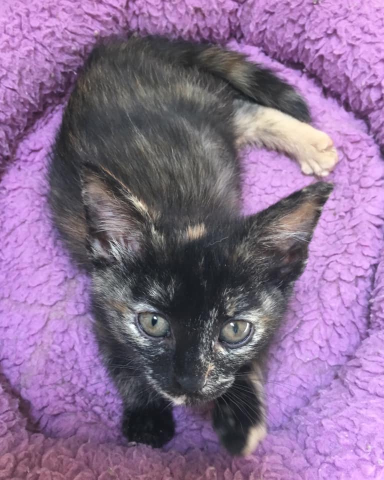 Meet all our adoptable pets, check out our adoption policies and fees, and fill out an application today to make one of our rescued animals a part of your family! 🐾 novapetsalive.org/adopt ❤️ #adoptdontshop #rescues