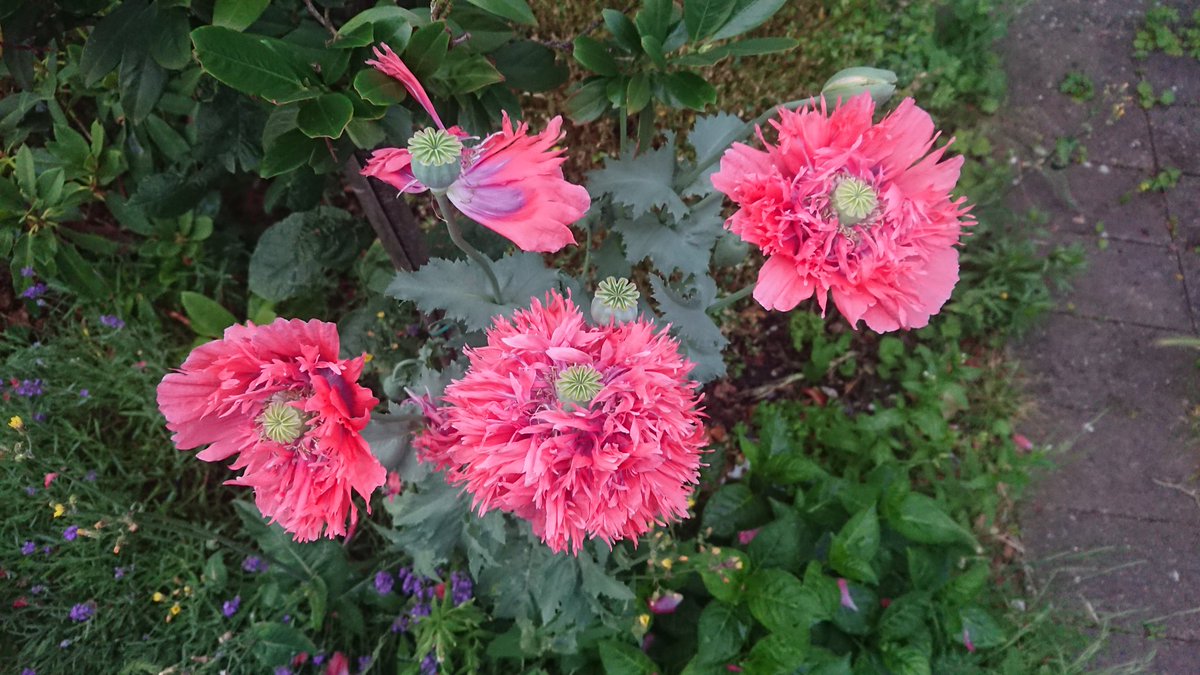 lilanietje's tweet photo. Weken te druk met #projectcaravan waar de tuin toch wel wat onder lijdt. Voordeel is dat er nu zulk prachtig onkruid staat 💕 https://t.co/ZaR7OVgjLA