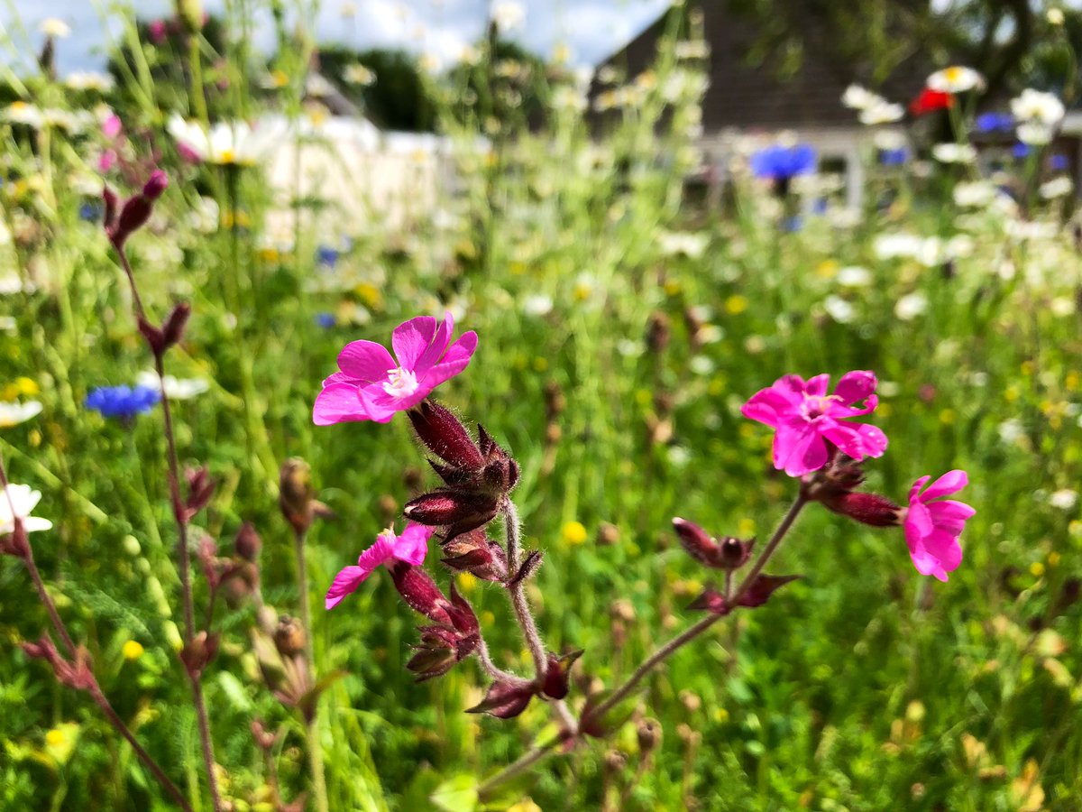 WildYourGarden's tweet photo. Even after 15 years of creating habitats for #wildlife, it’s still breathtaking EVERY time we go back and visit a #wildflowermeadow once it’s established. This one near #Nuneaton is only 2 months old and full of #bees and #butterflies. Is there a better sight?! #wildlifegarden https://t.co/Upvaovxje8