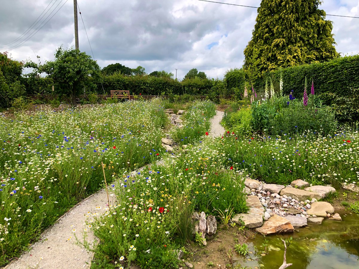 WildYourGarden's tweet photo. Even after 15 years of creating habitats for #wildlife, it’s still breathtaking EVERY time we go back and visit a #wildflowermeadow once it’s established. This one near #Nuneaton is only 2 months old and full of #bees and #butterflies. Is there a better sight?! #wildlifegarden https://t.co/Upvaovxje8