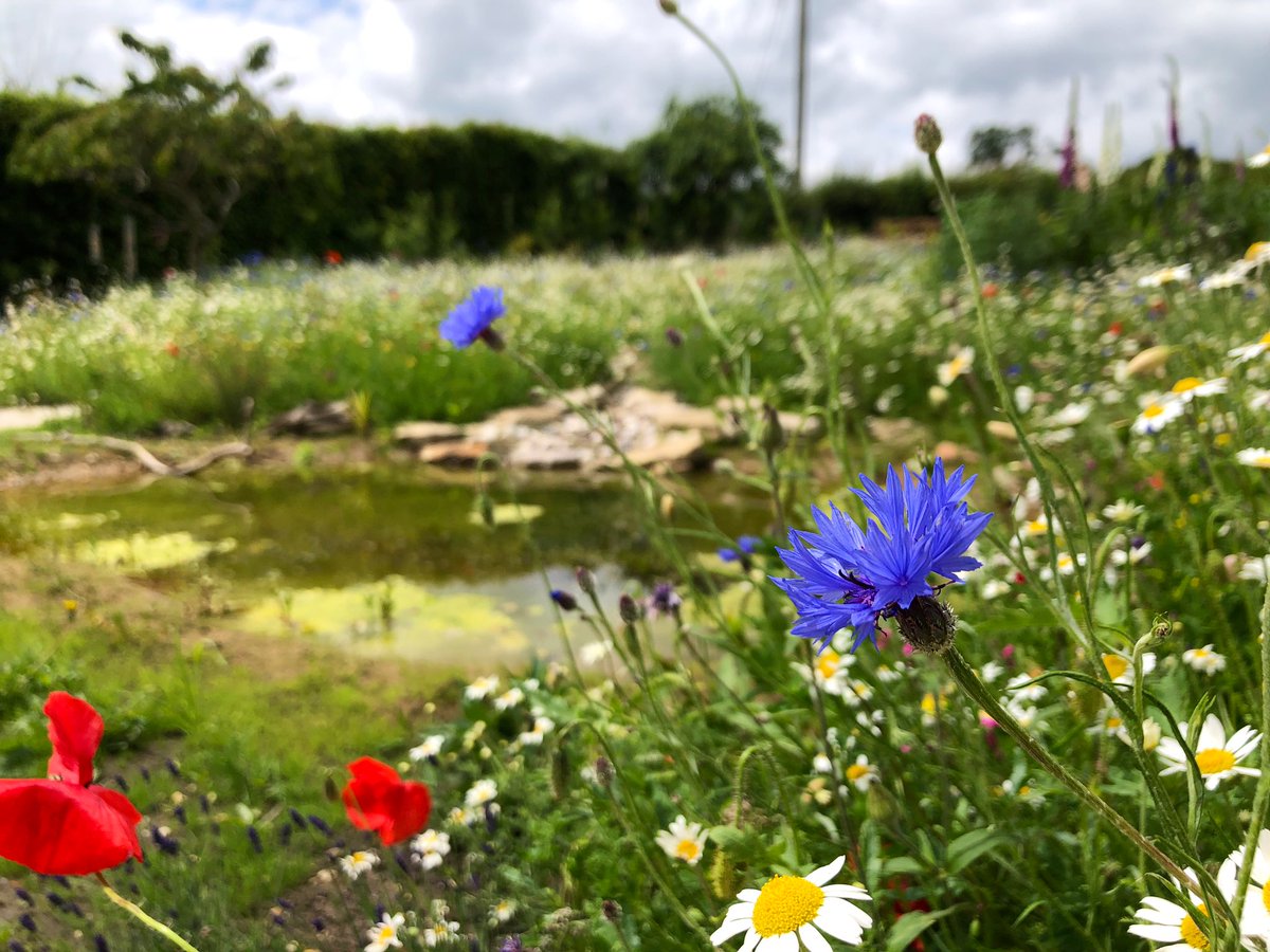 WildYourGarden's tweet photo. Even after 15 years of creating habitats for #wildlife, it’s still breathtaking EVERY time we go back and visit a #wildflowermeadow once it’s established. This one near #Nuneaton is only 2 months old and full of #bees and #butterflies. Is there a better sight?! #wildlifegarden https://t.co/Upvaovxje8