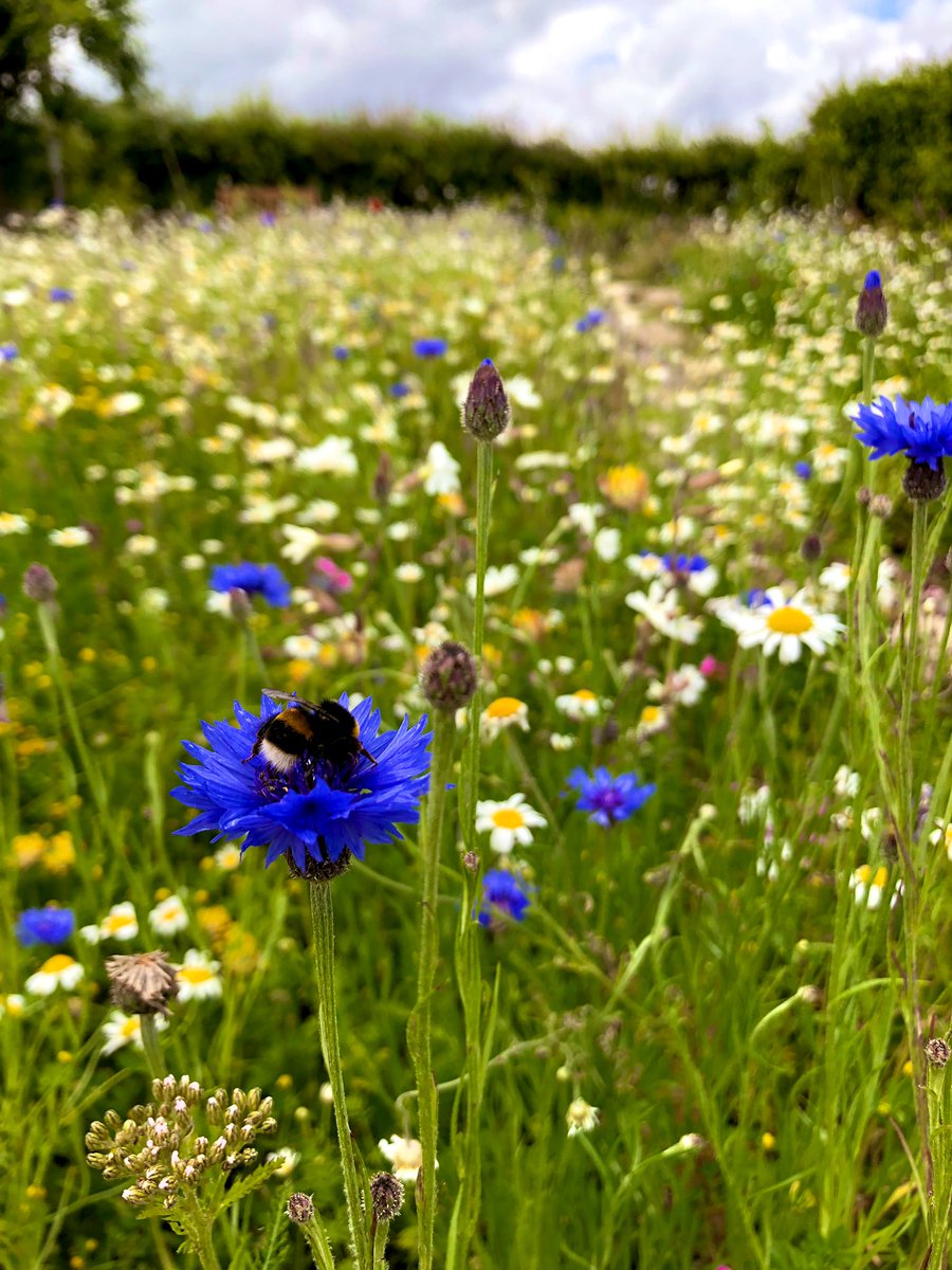 WildYourGarden's tweet photo. Even after 15 years of creating habitats for #wildlife, it’s still breathtaking EVERY time we go back and visit a #wildflowermeadow once it’s established. This one near #Nuneaton is only 2 months old and full of #bees and #butterflies. Is there a better sight?! #wildlifegarden https://t.co/Upvaovxje8