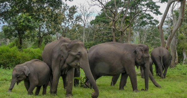 BESNet_UNDP's tweet photo. Did you ever know that #frogs love #elephants? and that elephants provide a #habitat for growing #tadpoles? Find out more:
https://t.co/FJ6gknHwBD
#CenterForBioDiv #Revelator_News https://t.co/E8SQ9F5MUe