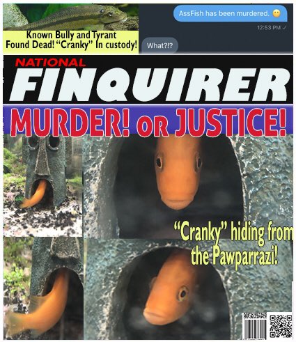 RatesDaGoldfish's tweet photo. [🐟] Finquirer @NationalFin Breaking News! Murder in the tanks! @A_affirmations, @timzmom and @LMarqusee suspects? Story in next post! #AssfishMurder https://t.co/2wyKORWmk2