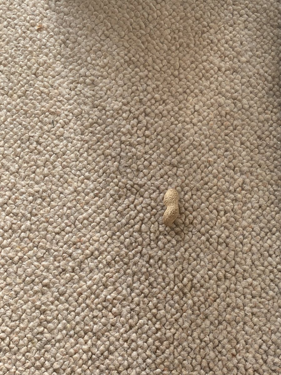 roobee98's tweet photo. Nutted on the carpet https://t.co/IDbOek4uGs