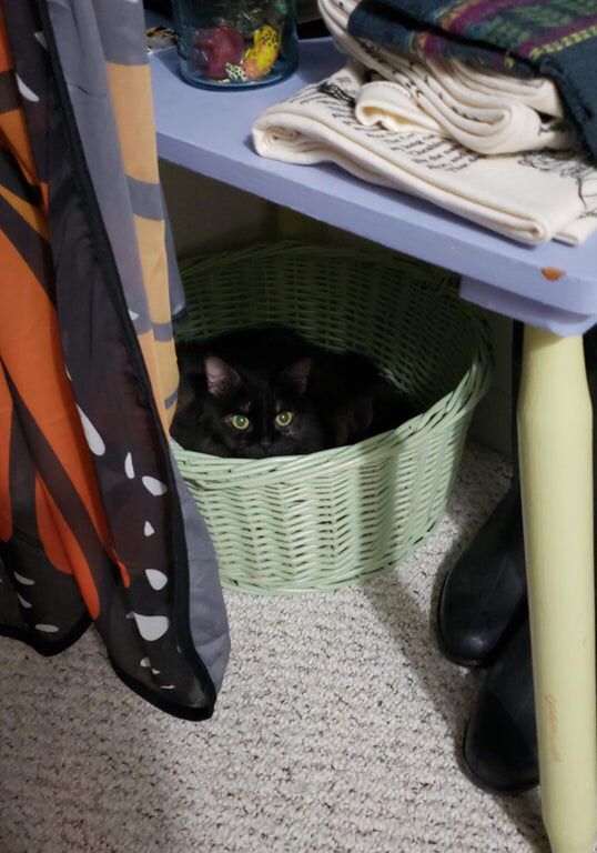 OnlyAnimalPic's tweet photo. They’ll never find me https://t.co/D0YgLdRlxn https://t.co/4V6UT5szOE
