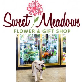 nhcssd's tweet photo. Violet thinks she is a Service Dog and "works" to help Michelle run the shop! #NHCSSD https://t.co/KbFeJNFtKv