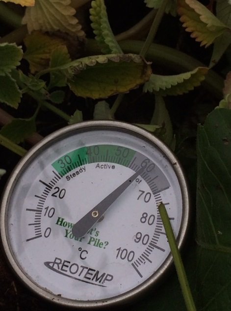 GoLocalFood's tweet photo. Our compost project is hotting up! The temperature of our new 'hot compost' is rising rapidly which means we will soon be using our first batch of compost on the fields. #compostmatters https://t.co/pMC151kRz6