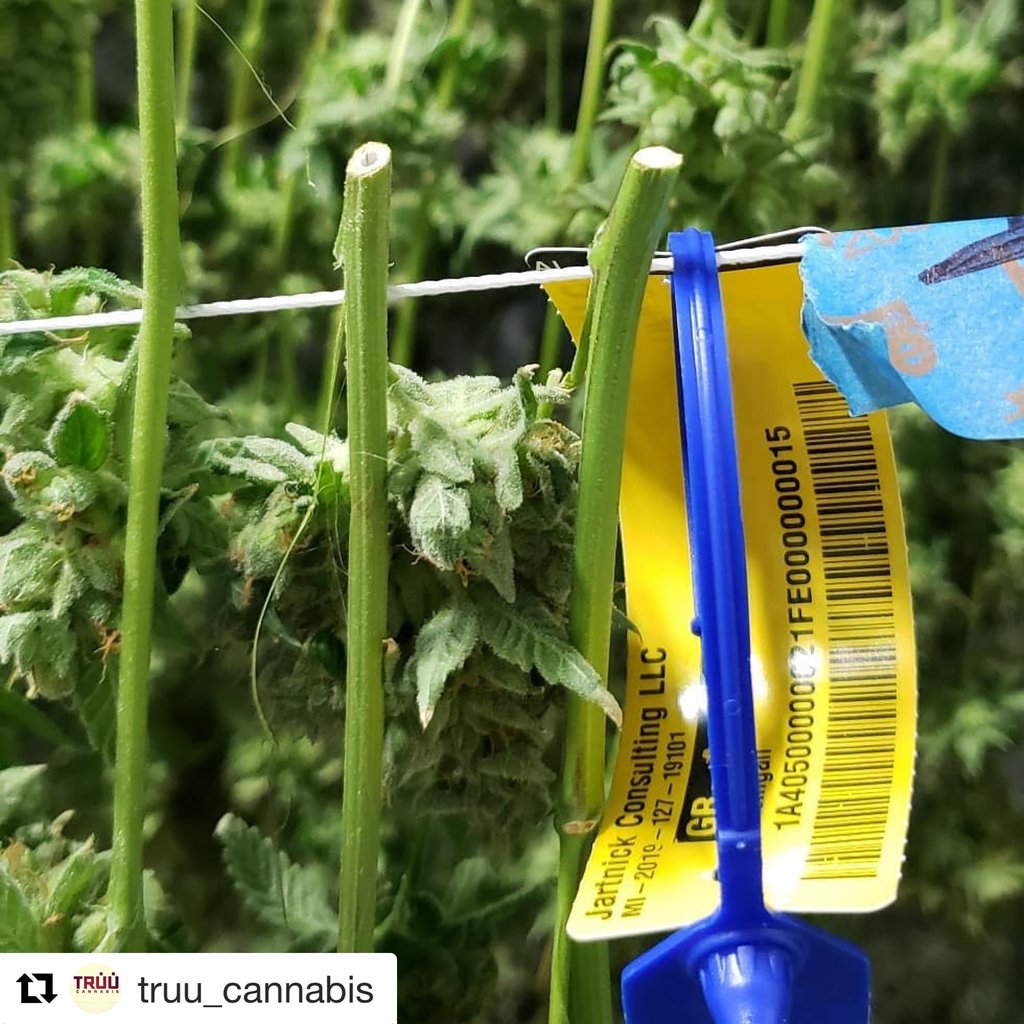 CannabisTrackin's tweet photo. If you're using #METRC and not #GeoShepard, you're working too hard.  Work Smarter, not Harder. https://t.co/kbic0nxQwD
