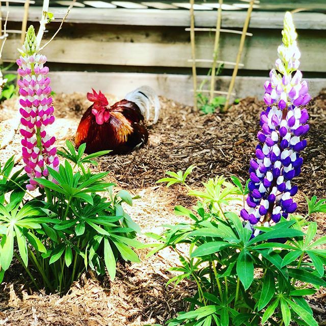 pbliztherooster's tweet photo. I’m loopy for lupines. #corny #gardenrooster https://t.co/21ntTabQyD https://t.co/jQhER446hh
