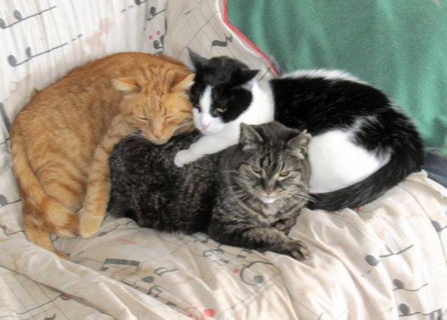 CatFoodBreath's tweet photo. The #TourDeCouch begins in 12 days. While we wait, let's meet some of the athletes.  You may remember that Winken, Blinken, and Don all tested positive for nepetalactone on the #Tour last year.  So did 92% of all the other competitors.  Wink, Blink, and Don all nap for #England. https://t.co/C0Sq6Y6CZb