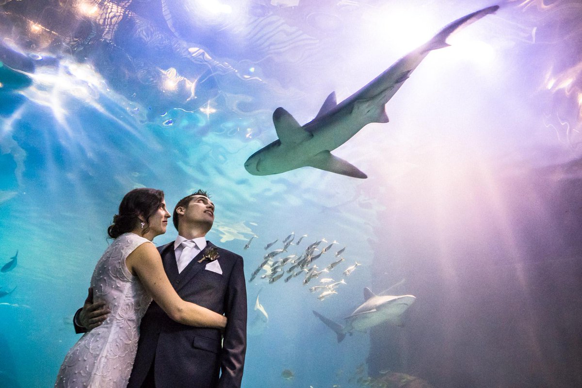 Got married at The Adventure Aquarium on Saturday. It was pretty cool!