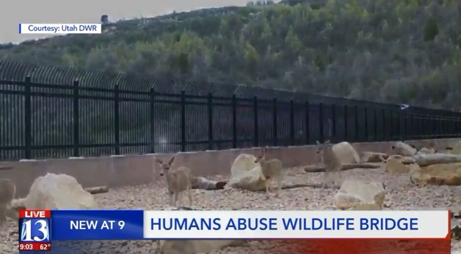 wildawareutah's tweet photo. We are excited that wildlife are using the new bridge over I-80 which will help reduce vehicle/wildlife collisions. A reminder that it is NOT open to people  ---> 

https://t.co/XAH7RERaL2 https://t.co/DF3SEhPeWr