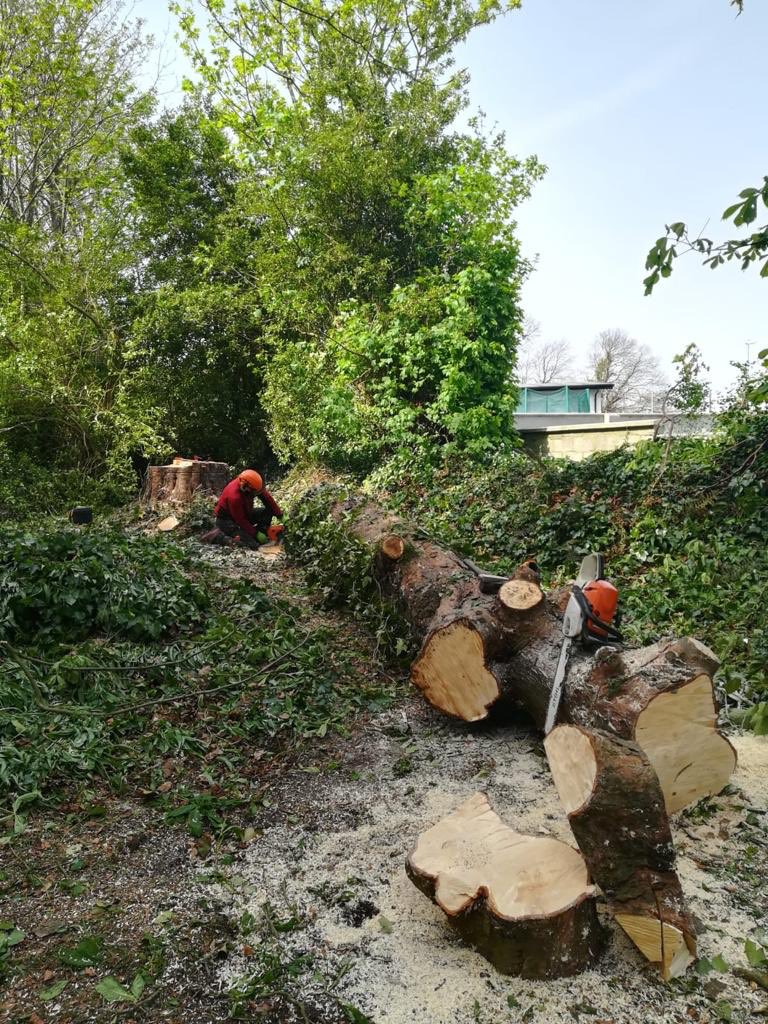 Dismantling of horse chestnut with significant basal decay #arborist #treecare #trees #forst <a href="/apbtreecare/">APB Treecare</a>