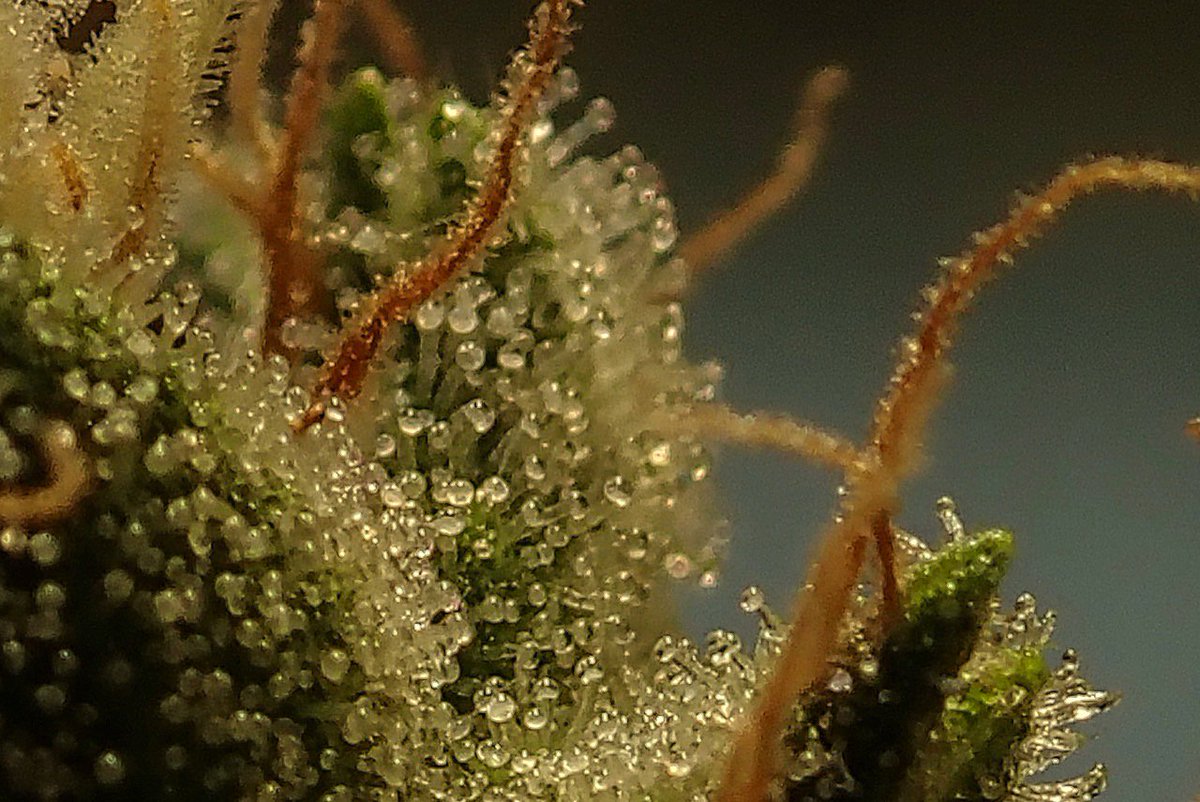 greenfusionled's tweet photo. ๐๐๐For a #cannafarmer it's a labor of LOVE
#hash #bud #stoner #420
#highlife #wakeandbake #thc
#potheadsociety #weedstagram420
#420photography #puffpuffpass
#kief #weshouldsmoke #hashish
#hashporn #weedporn #staylifted
#smokehash #hashsociety #sativa #smokeweed #mmmp https://t.co/ssTBT6DYlN