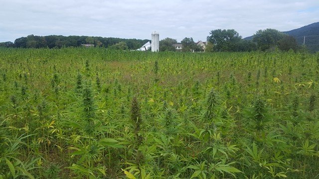 420grades tweet picture