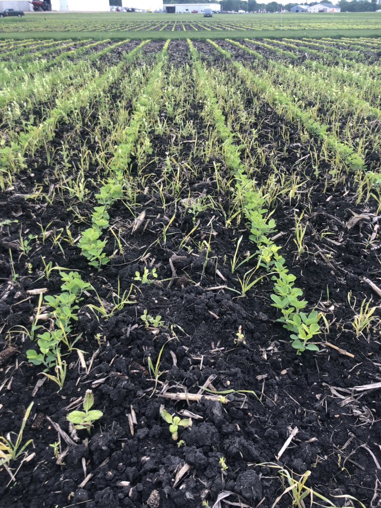 Liberty post-application

Seeing the effects of ClassAct &amp; the importance of adjuvants. 

Left: No ClassAct
Right: ClassAct @ 2.5% v/v