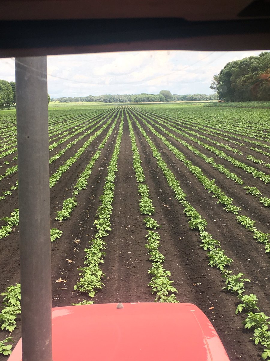 A few pictures of the potato and onion fields in NC Iowa today. Been very lucky to have missed the flooding rains so far here but a long ways to go! #onions #potatoes