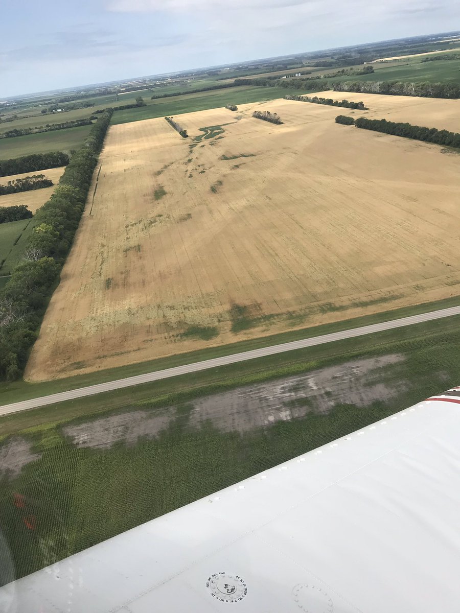 Thanks to Marlin of Ingebretson Airspray for this test and capturing these photos, showing the importance of using #caramba fungicide on your wheat. #basftweets #Xmarksthespot