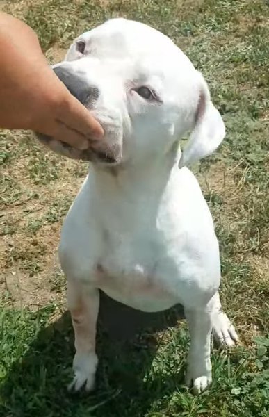 Adoptable #Dog #Luna_STSLCA_92 Good in dog2dog test! Likes playing w ball! Knows sit! ❤s attention! On URGENT list! getpet.info/Luna_STSLCA_92