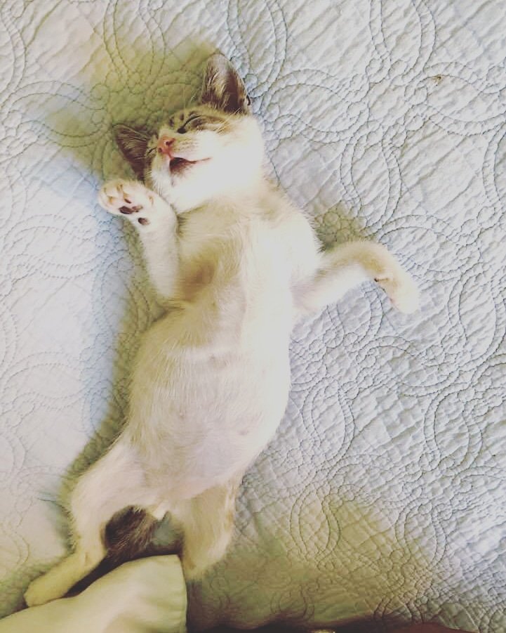 SoCaSiameseResc's tweet photo. #AdoptMe Monk! For more information go to our website https://t.co/F9bcvtsolT https://t.co/ExCHURClKH