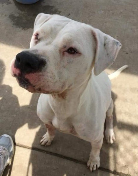 Adoptable #Dog #Luna_STSLCA_92 Good in dog2dog test! Likes playing w ball! Knows sit! ❤s attention! On URGENT list! getpet.info/Luna_STSLCA_92