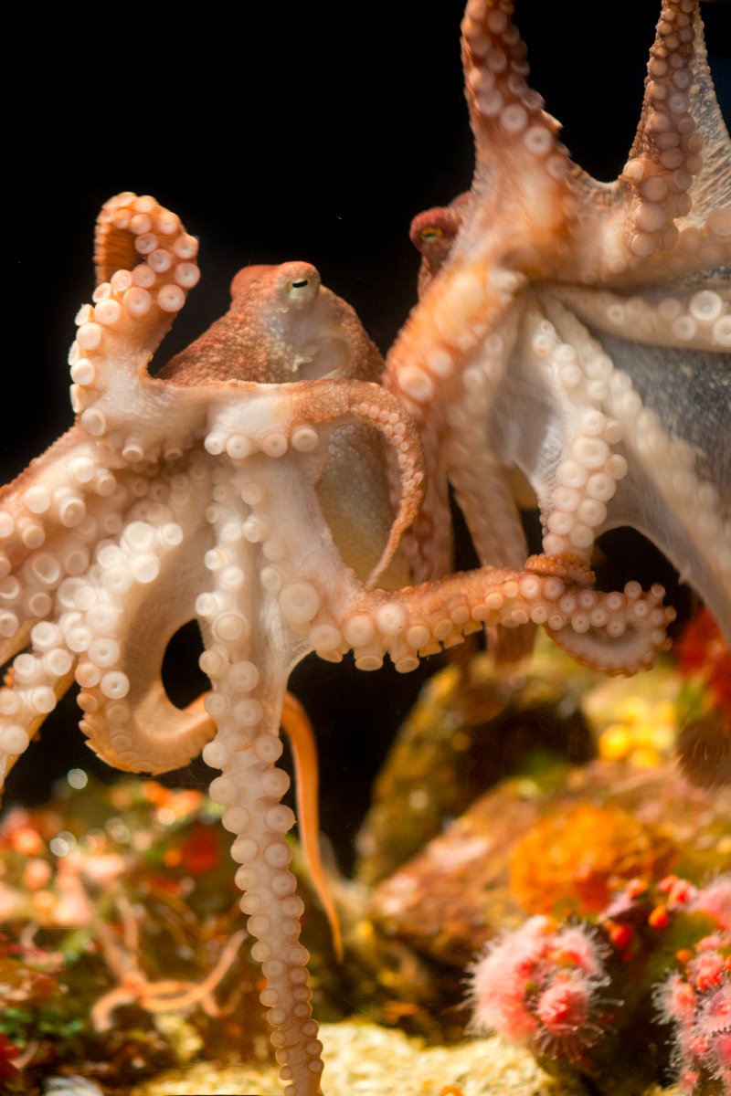 Monterey Bay Aquarium on Twitter "Loving all of the cephalobrations