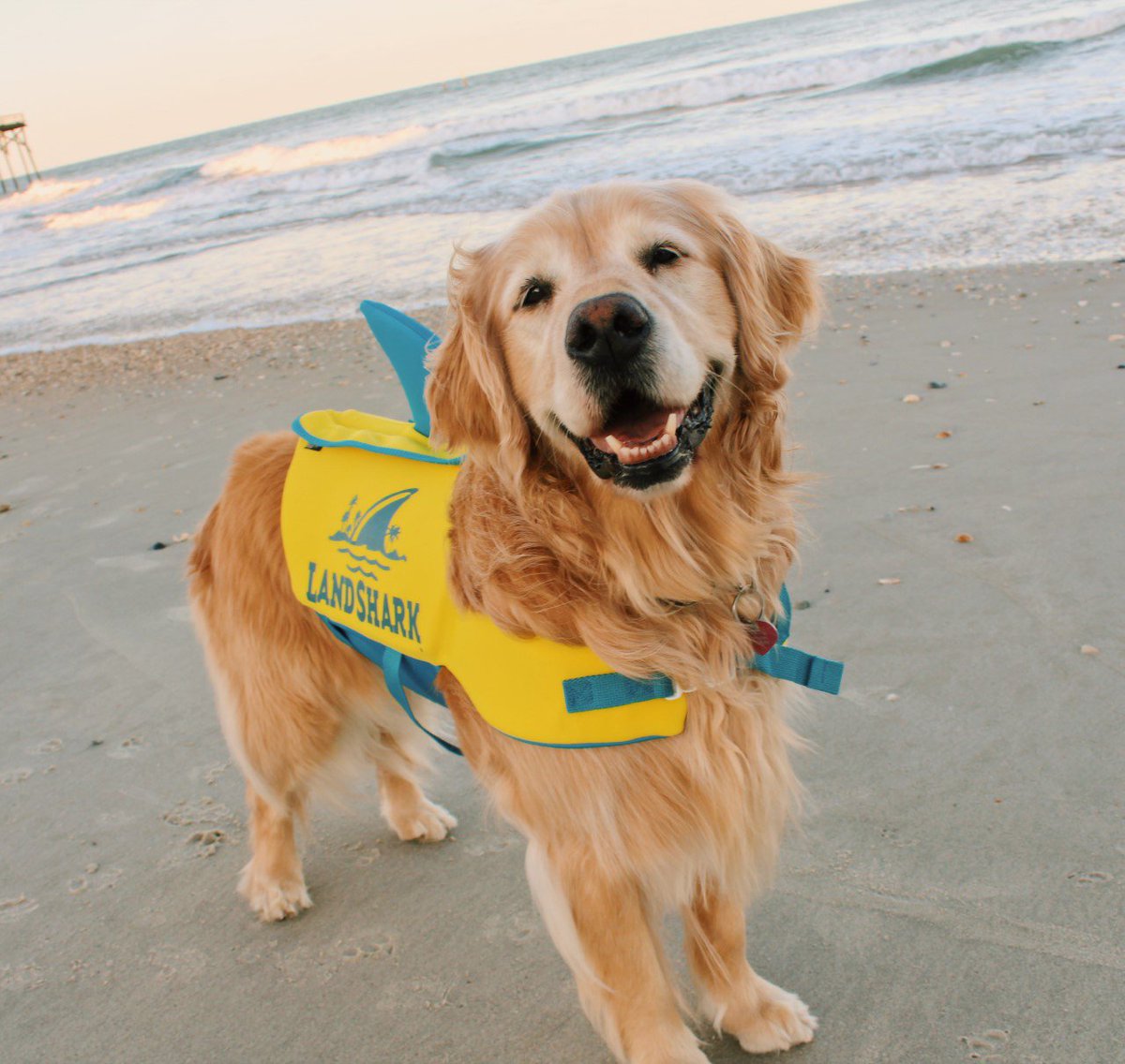 Margaritaville's tweet photo. No Shame If You Can Only Doggie Paddle 🐶

Help your best friend take a load off with a Landshark Pet Vest https://t.co/zQOwiQKJRY 

#margaritaville #DogsofTwittter #DogsWouldMakeBetter #beachlife https://t.co/4o2AOdqszx